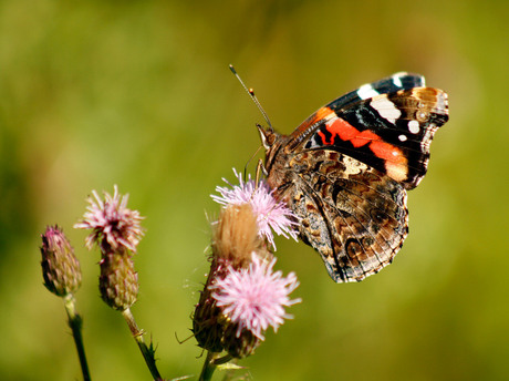 Vlinder op distel