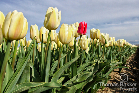 Uitzondering aan de rand...