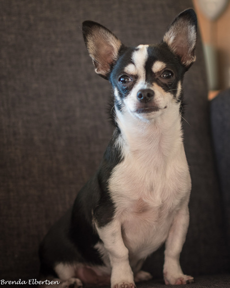 Chihuahua Pip