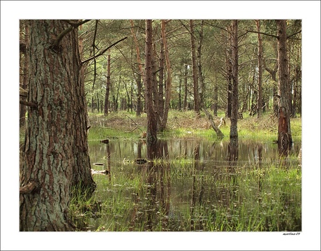 boetelerveld...