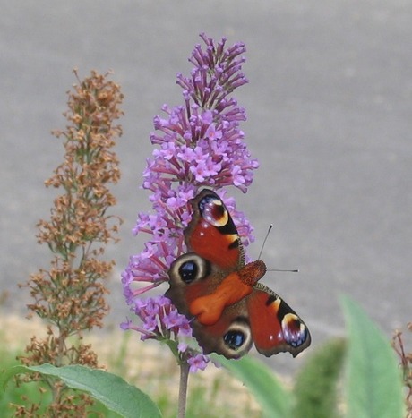 Lady butterfly