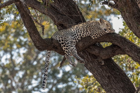 Slapend luipaard in Kruger National Park