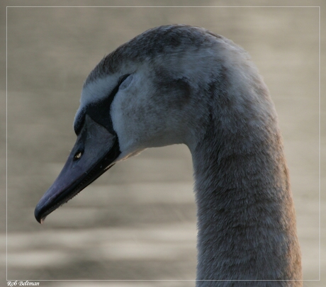 Struisvogeltactiek