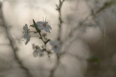 Dromen van de lente