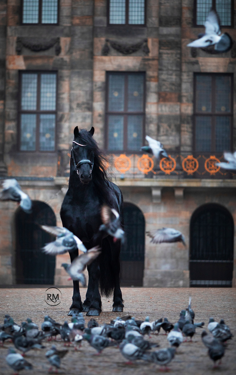 Fries paard op de Dam