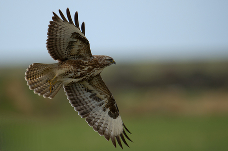 Buizerd, Friesland