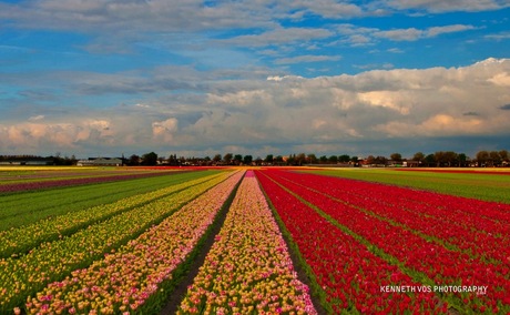 Blooming Lisse