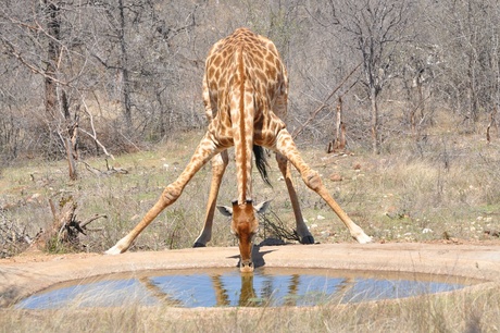 Drinkende giraffe.jpg