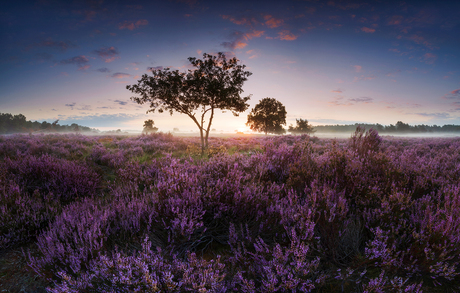 Zonsopgang op de heide