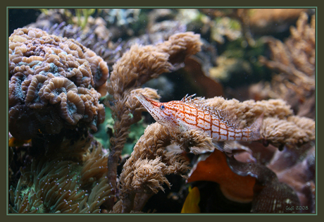 Zee aquarium rotskruiper