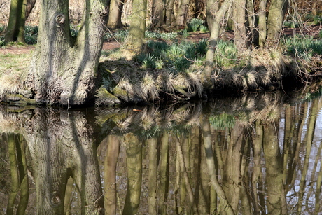 speigeltje ,spiegeltje in het bos.