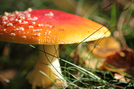 Fly Amanita