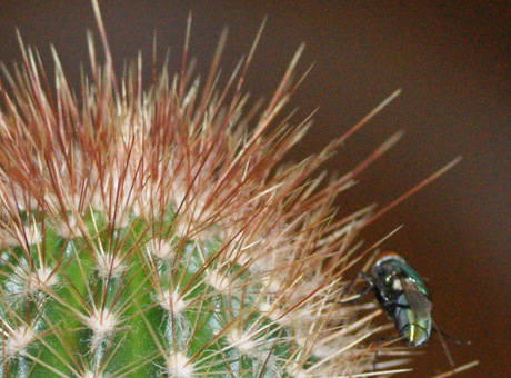 vlieg op cactus