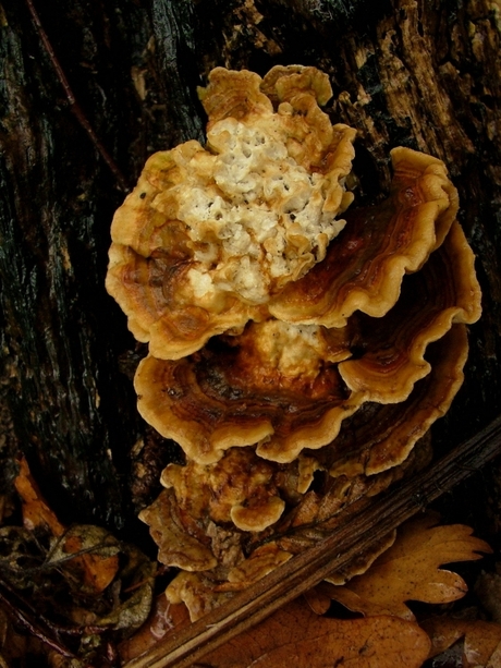 9 Maart 2008 Paddestoelen 2