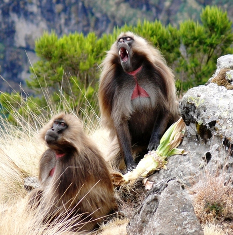 Baboons