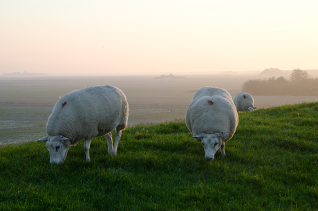 dijkschapen in friesland