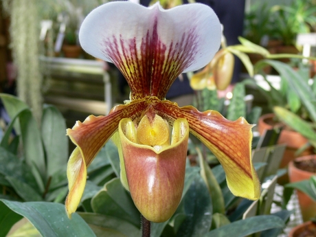 Orchidee6