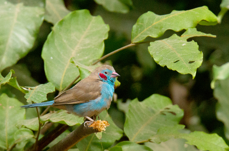 Red Cheeked Gordon Bleu of Blauwfazantje