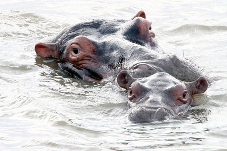 Nijlpaard met baby
