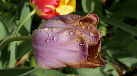 Tulp