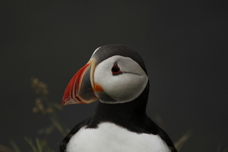 Papegaaiduiker of Puffin in Ijsland.