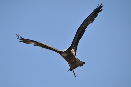 roofvogelshow Rocamadour