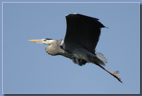 reiger