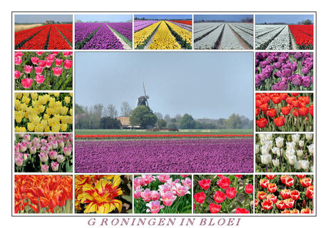Groningen in bloei