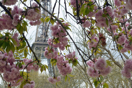 Paris in the spring