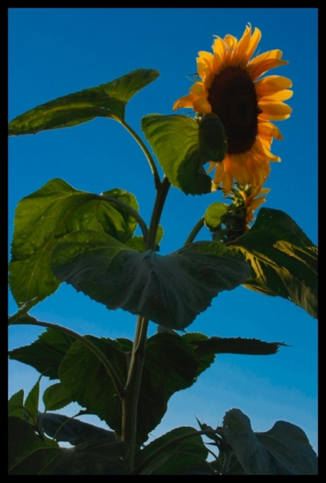 sunflower