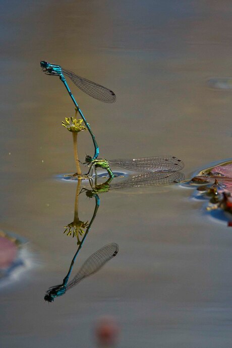 Waterjuffers