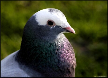 Columba palumbus