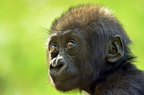 jonge Gorilla