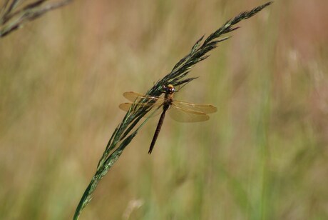 libelle