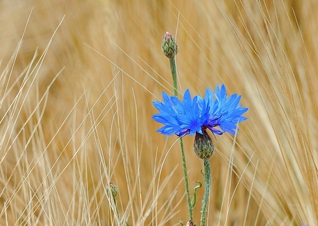 Blauw