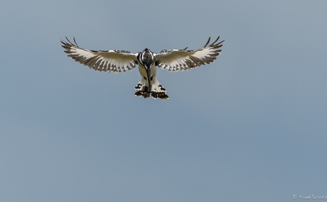 Pied Kingfisher