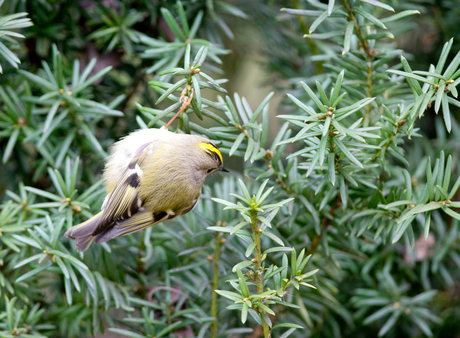 adhd vogeltje