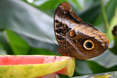 Vlinder in de vlindertuin