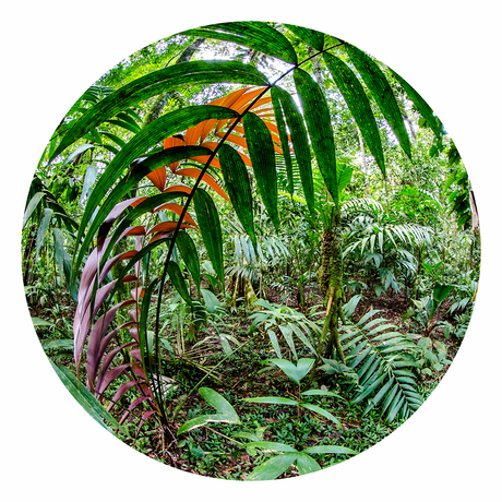 Regenwoud Costa Rica 2