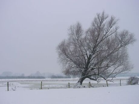 Kerst...euh...sneeuwboom