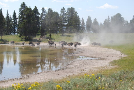 Bizons yellowstone