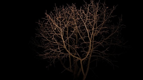 Tree in the Dark