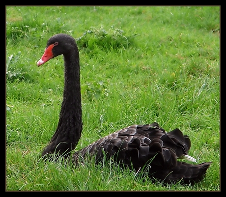 Black Beauty