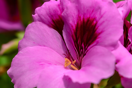 Franse geranium