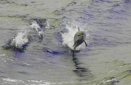 Dolfijn in vogelvlucht