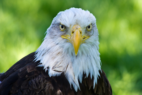 american bold eagle