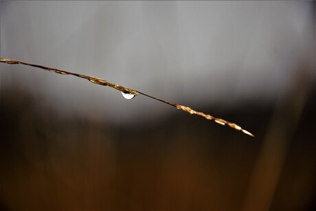 Druppel op takje 12-01-2017