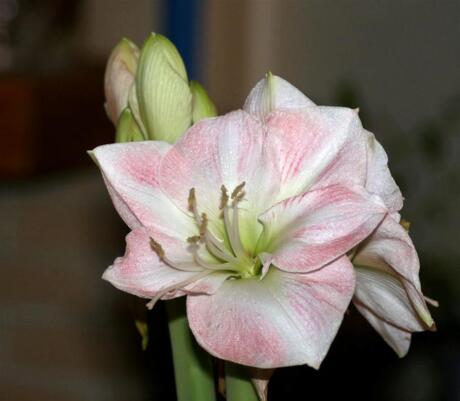 Hippeastrum