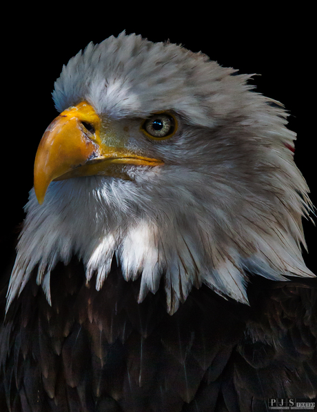 Mr bold eagle
