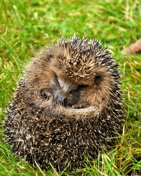 Slaap egeltje slaap,...